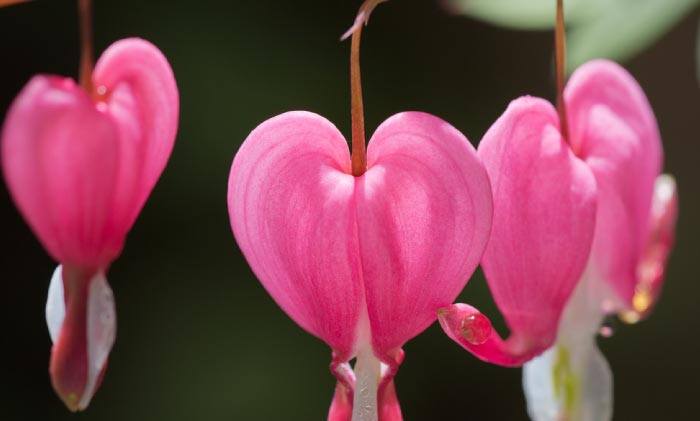 close-up of Bleeding Heart flowers